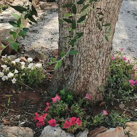 Il Cappero Del Salento Hébergement de vacances Spongano
